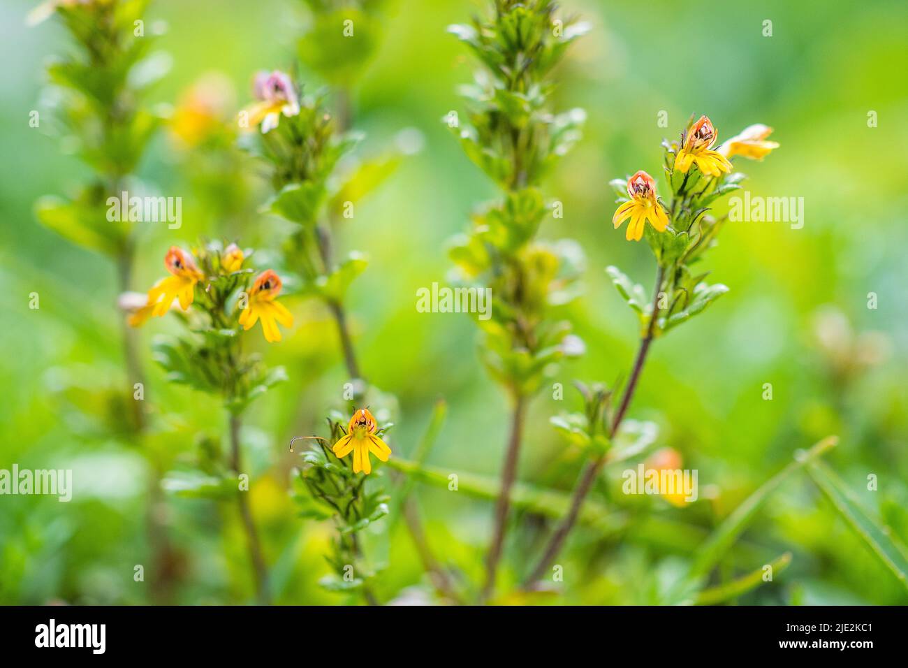 Dwarf eyebright, Euphrasia minima, is a plant from the genus Euphrasia, in the family Orobanchaceae. Stock Photo