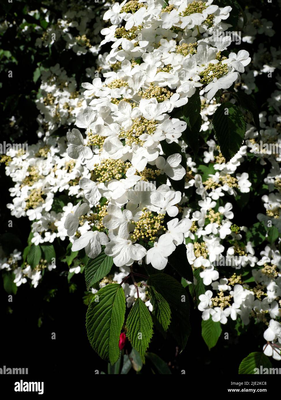 Viburnum plicatum is a species of flowering plant in the family Adoxaceae (formerly Caprifoliaceae), native to mainland China, Korea, Japan,Taiwan Stock Photo
