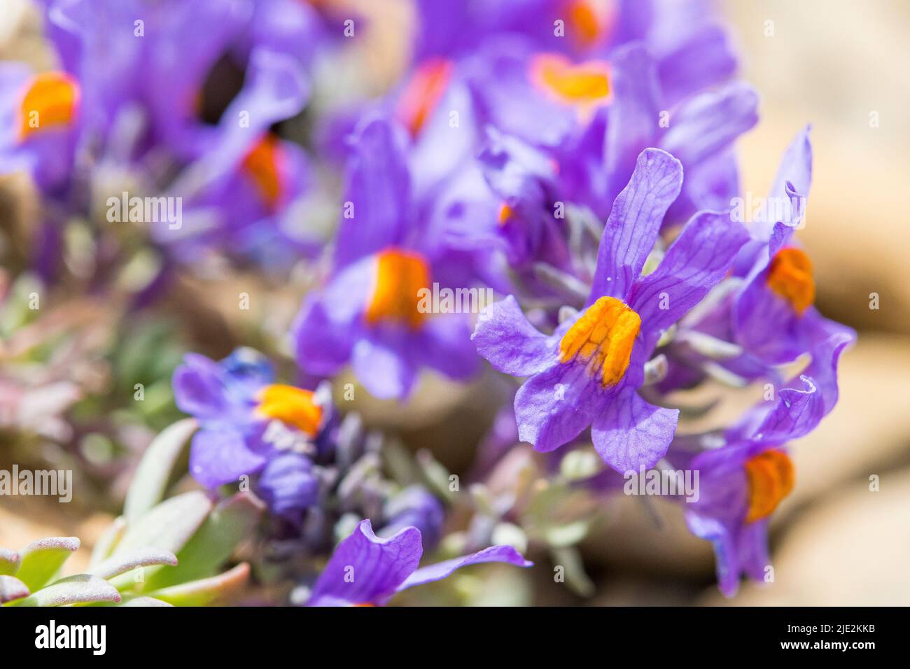 Linaria alpina, sometimes called alpine toadflax, is a purple-flowered plant native to mountainous areas of southern and central Europe. Stock Photo