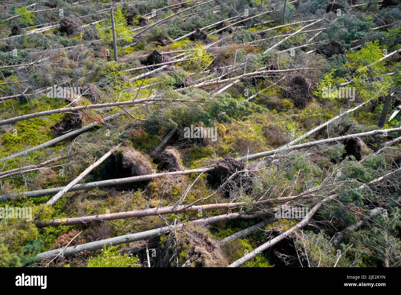 Trees felling in Scotland to produce biomass fuel  Stock Photo