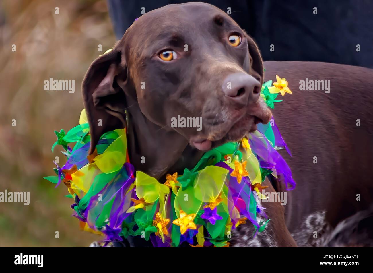 A German Shorthaired Pointer wears a Mardi Gras jester’s collar during a Mardi Gras parade, Feb. 2, 2019, in Dauphin Island, Alabama. Stock Photo