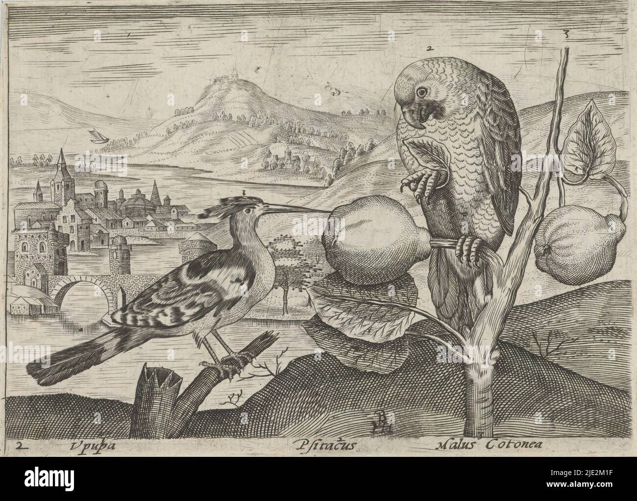 Series of Prints with Flowers and Animals in a Landscape, Landscape with Hops, Parrot and Quince Tree, Landscapes with Animals, Plants and Flowers (series title), On the left a hop (Upupa) and on the right, sitting on a branch of a quince tree (Malus Cotonea), a parrot (Psitacus)., print maker: Johann Hogenberg, (mentioned on object), publisher: Johann Hogenberg, (possibly), Germany, c. 1600 - c. 1605, paper, engraving, height 98 mm × width 132 mm Stock Photo