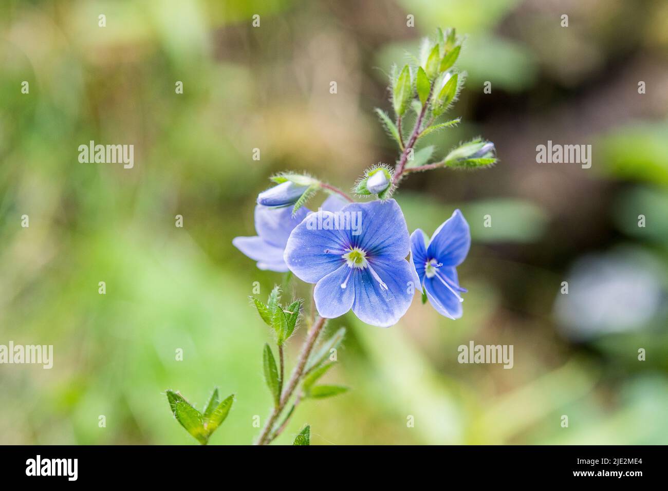 Nettle-leaved Speedwell (Veronica urticifolia) Stock Photo