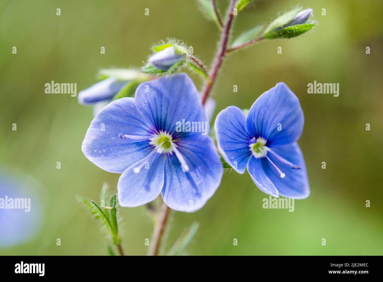 Nettle-leaved Speedwell (Veronica urticifolia) Stock Photo