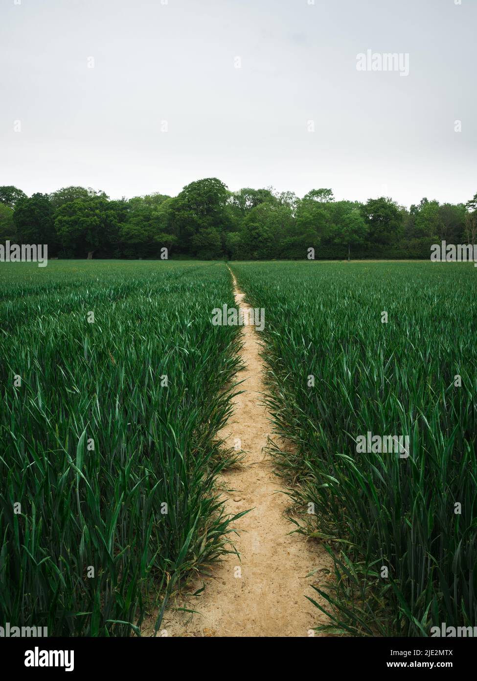 Longgrass hi-res stock photography and images - Alamy