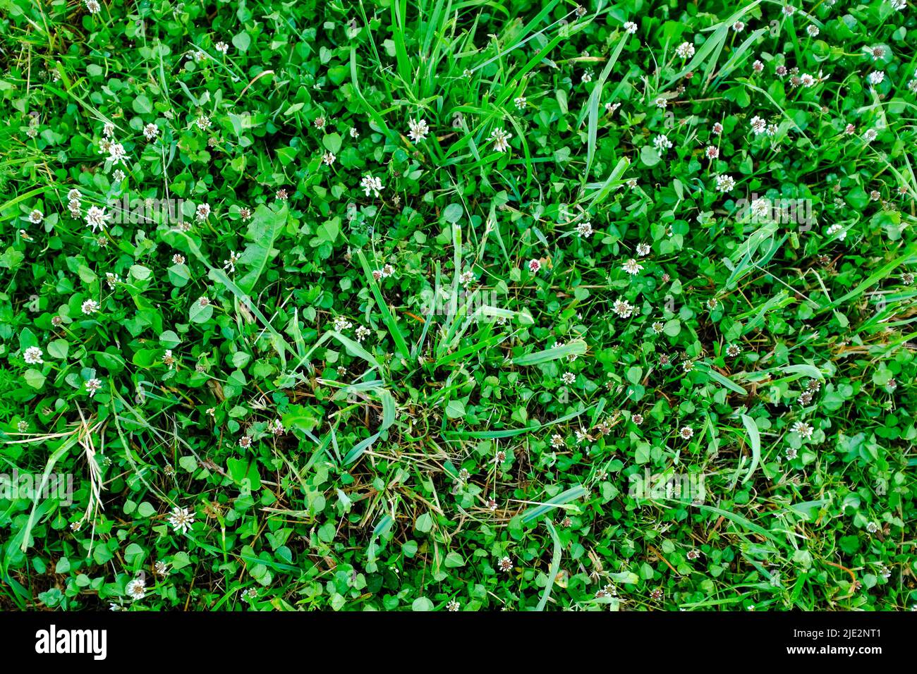 Green meadow, top view. Natural grass field background for design or project. Summer meadowland texture. Floral landscape for publication, poster Stock Photo