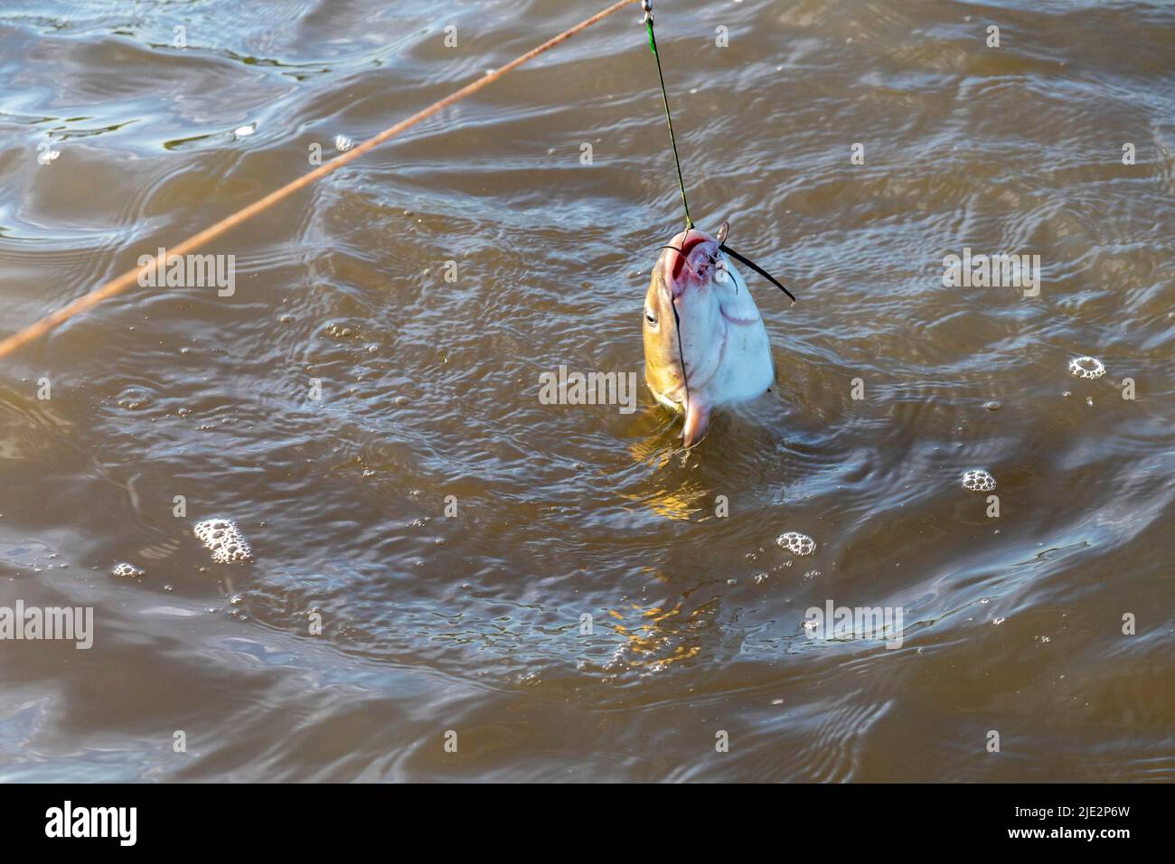https://c8.alamy.com/comp/2JE2P6W/peoria-illinois-a-catfish-hooked-on-a-trotline-in-the-illinois-river-a-trotline-is-a-long-line-from-which-a-hundred-or-more-baited-hooks-are-hung-2JE2P6W.jpg