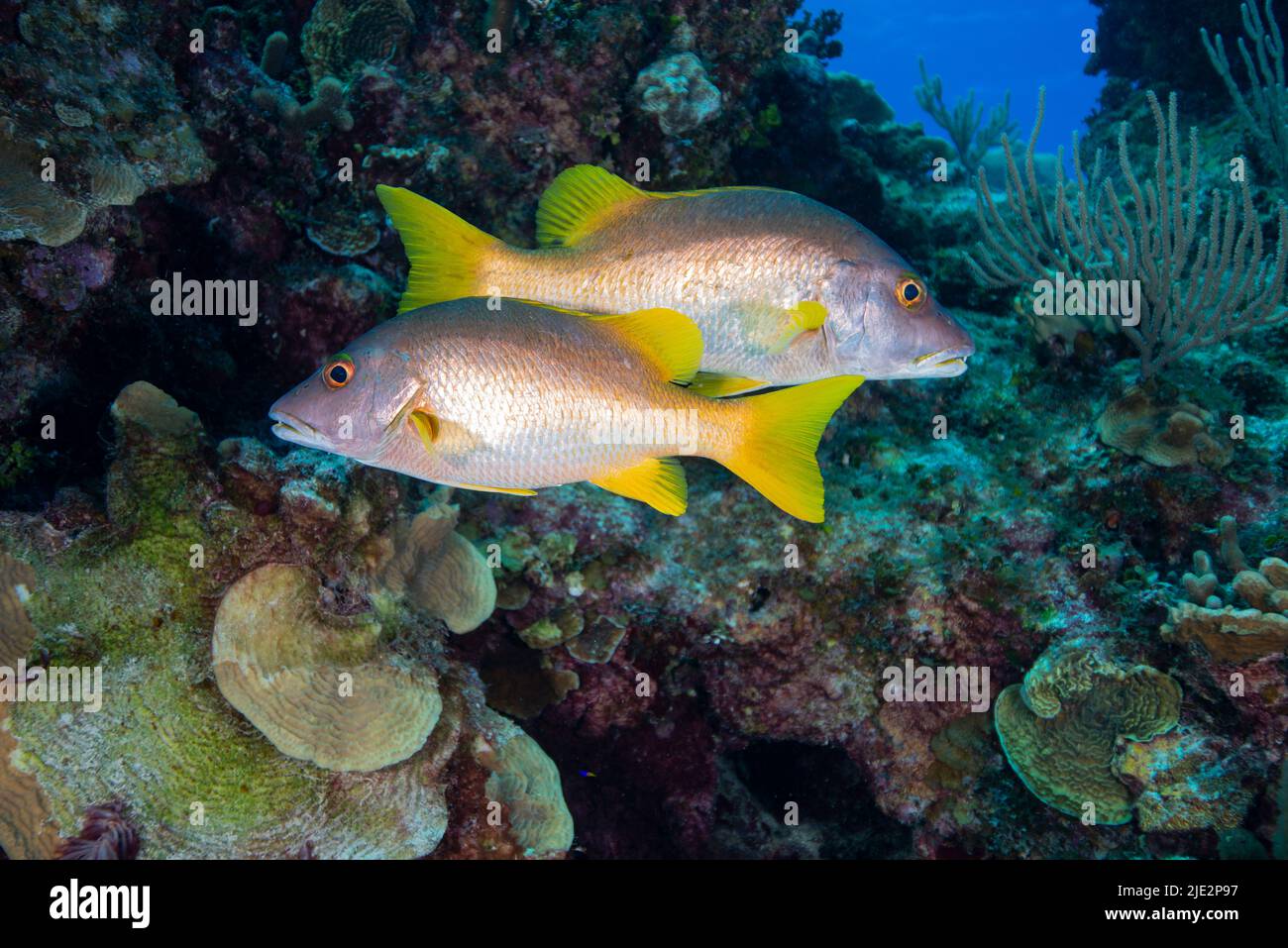 Schoolmaster swimming over coral reef at Little Cayman Island in the Caribbean Stock Photo