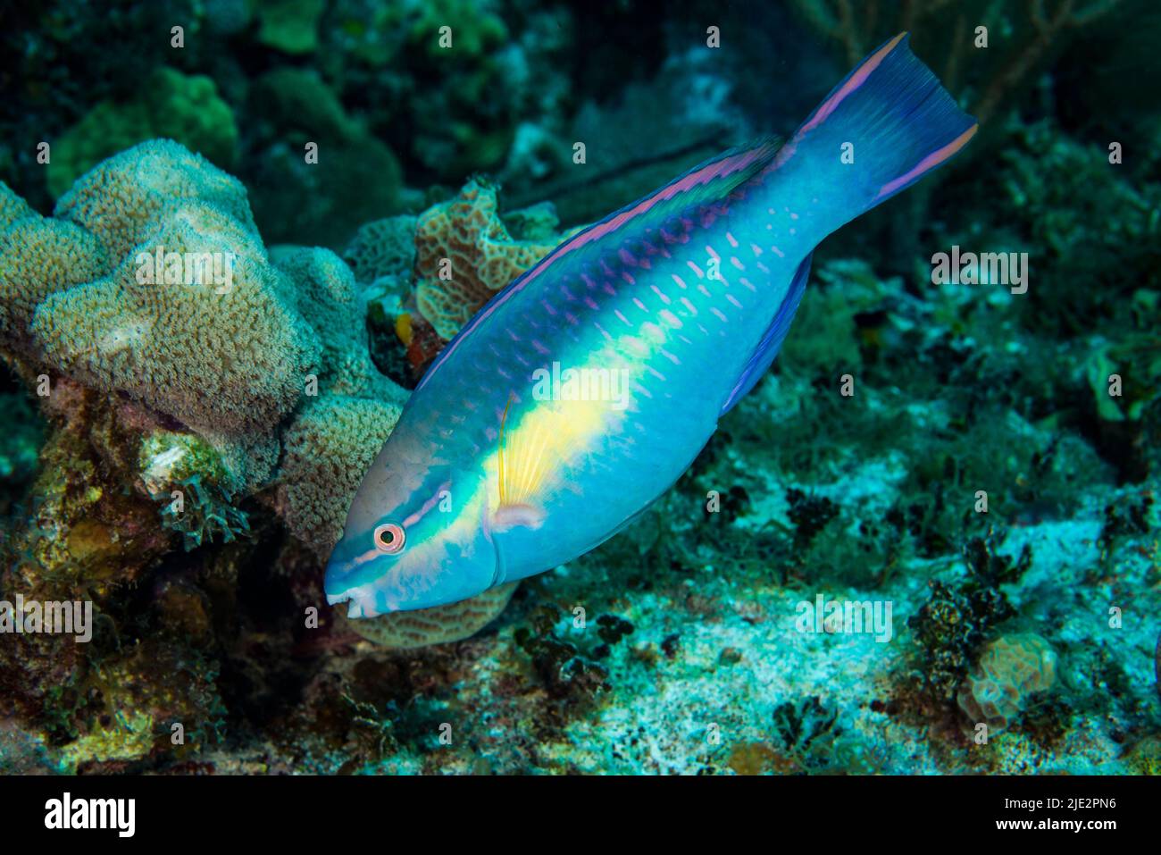 Princess Parrotfish swimming over coral reef at Little Cayman Island in the Caribbean Stock Photo