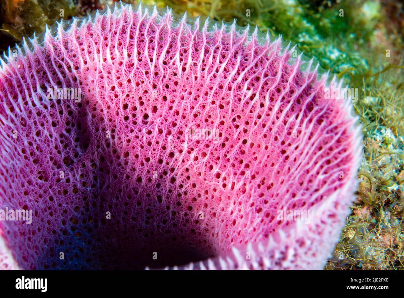 Coral reef and marine sponge underwater in the Caribbean Stock Photo