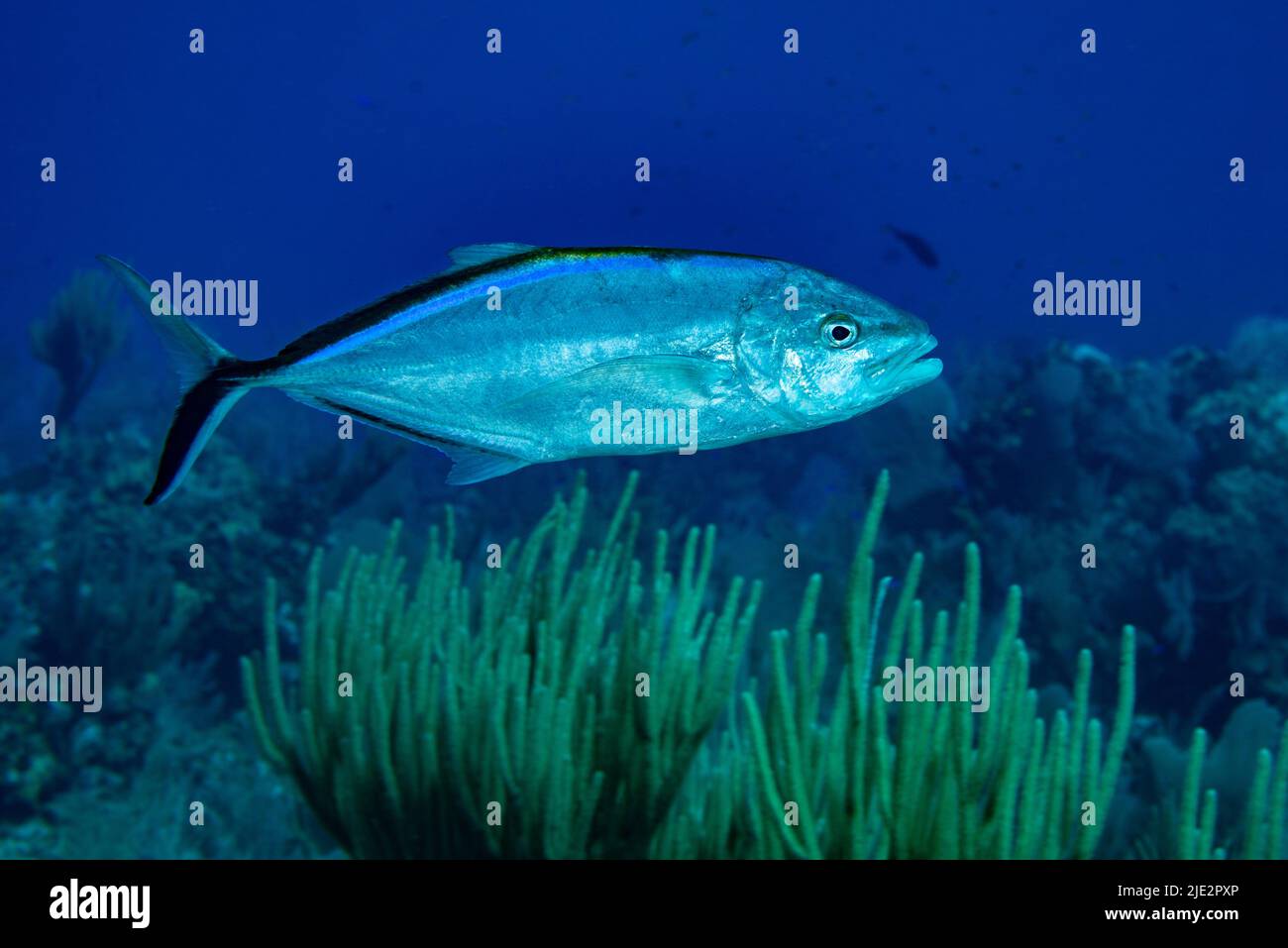 Bar Jack swimming over coral reef at Little Cayman Island in the Caribbean Stock Photo