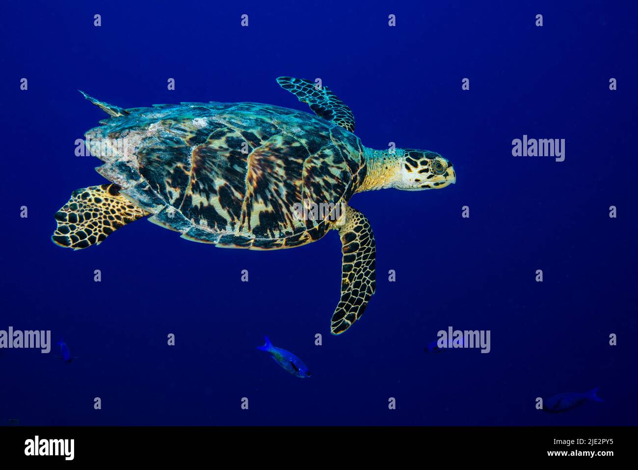 Green Sea Turtle swimming underwater at Little Cayman Stock Photo