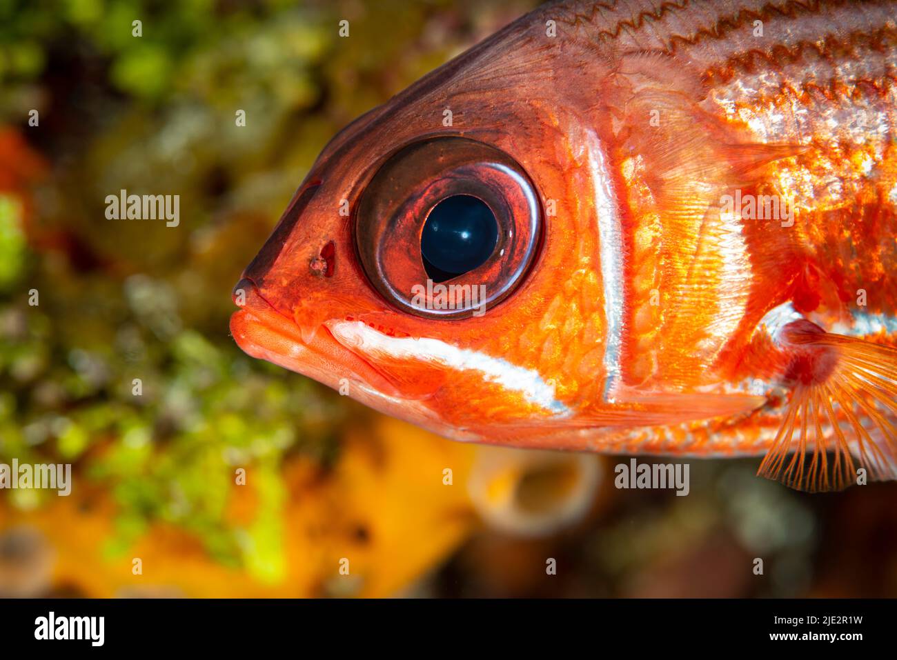 Squirrelfish on coral reef at Little Cayman Island in the Caribbean Stock Photo