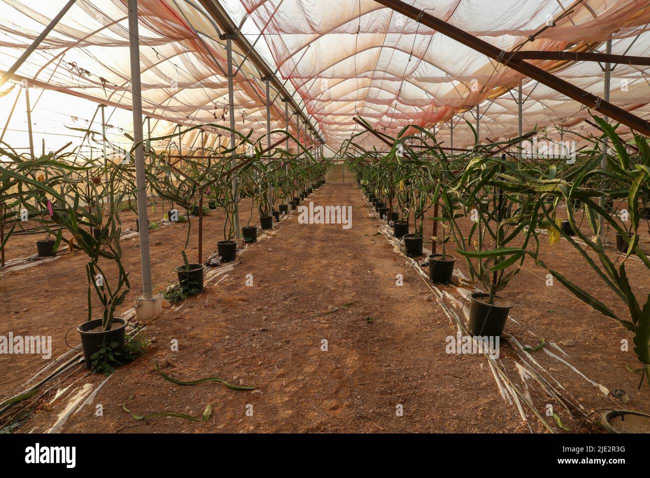 Dragon fruit Plant or Hylocereus undatus plant. Stock Photo