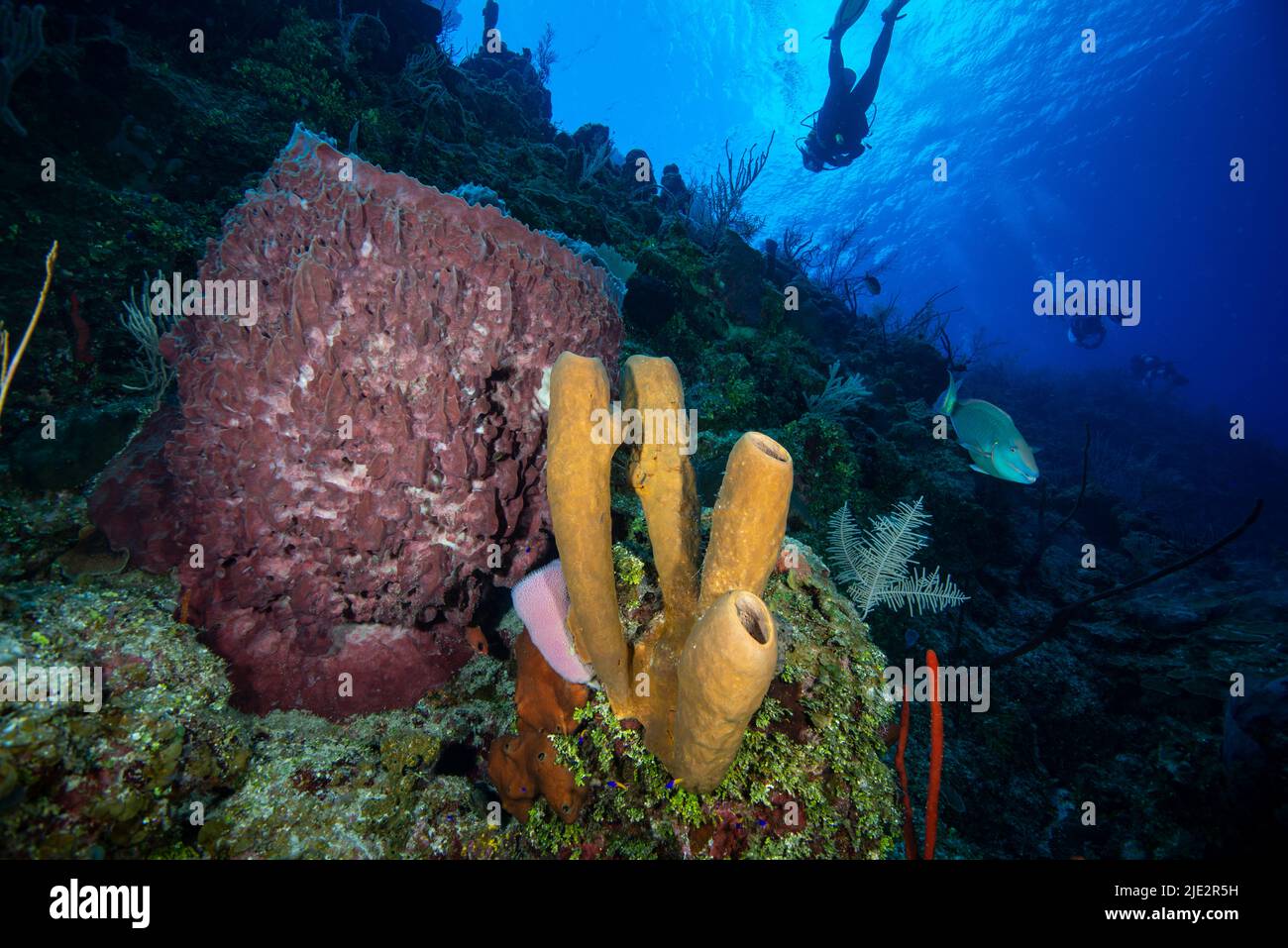 Underwater seascape and marine sponge with a scuba diver in background at Little Cayman Island in the Caribbean. Stock Photo