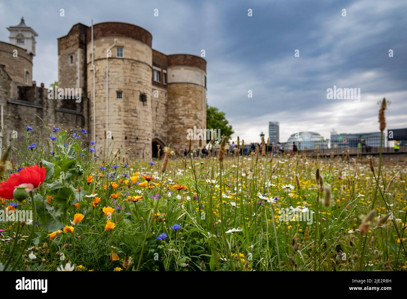 Summer wild flower "Superbloom" display in the moat at The Tower of London, England celebrating
