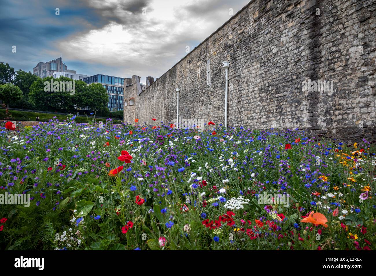 Summer wild flower "Superbloom" display in the moat at The Tower of London, England celebrating