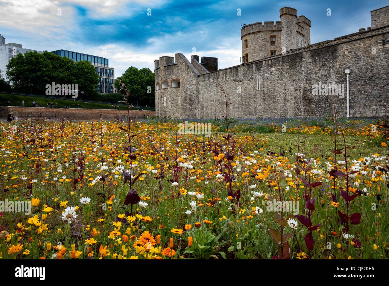 Summer wild flower 'Superbloom' display in the moat at The Tower of London, England celebrating the platinum jubilee year of HM The Queen. Stock Photo