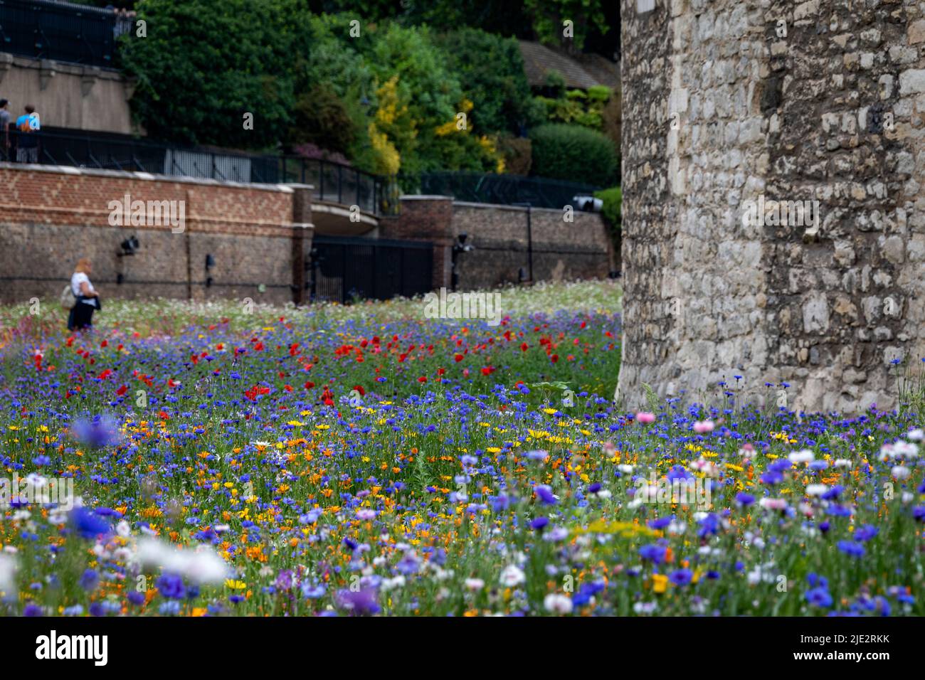Summer wild flower "Superbloom" display in the moat at The Tower of