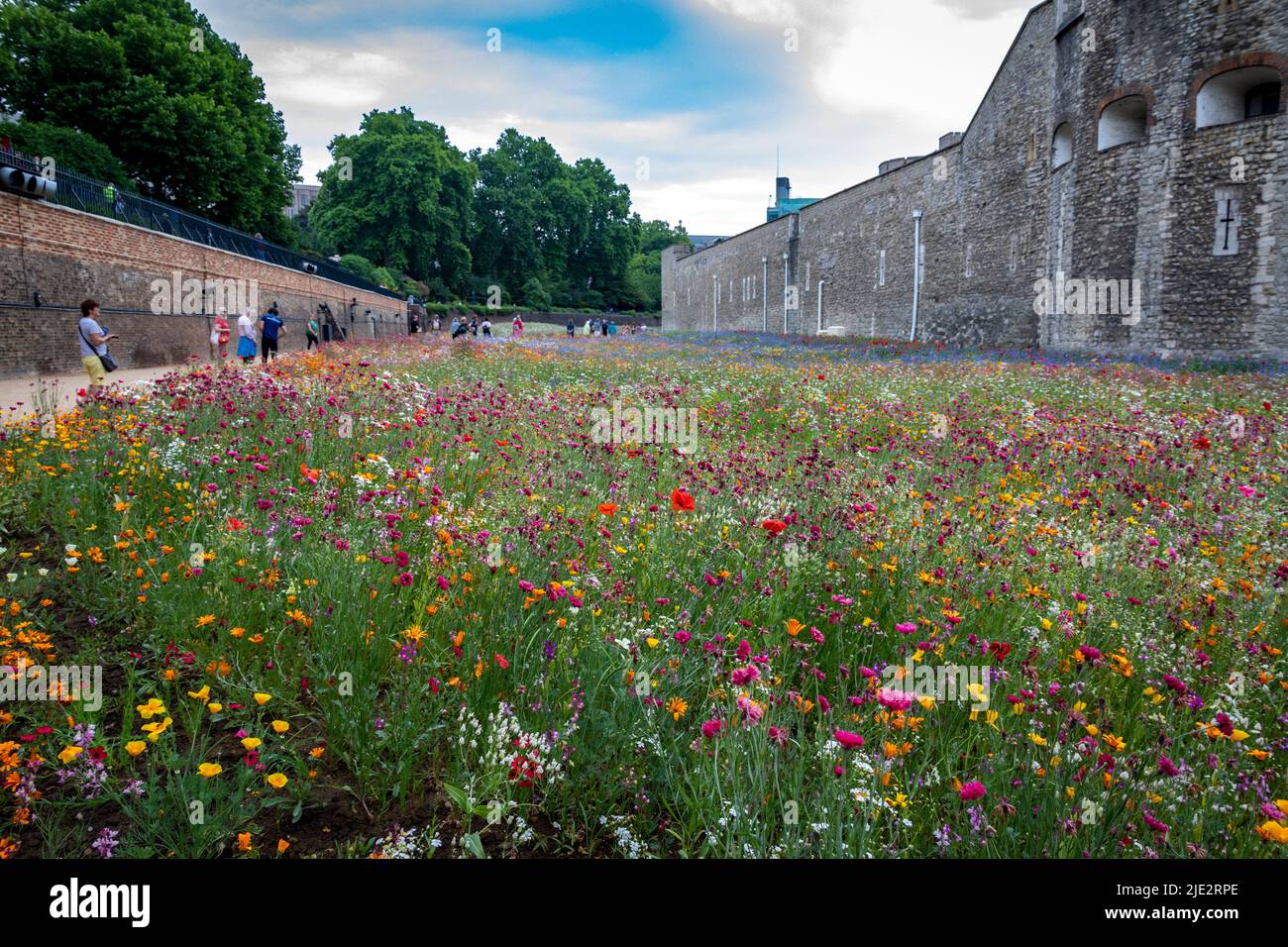 Summer wild flower "Superbloom" display in the moat at The Tower of London, England celebrating