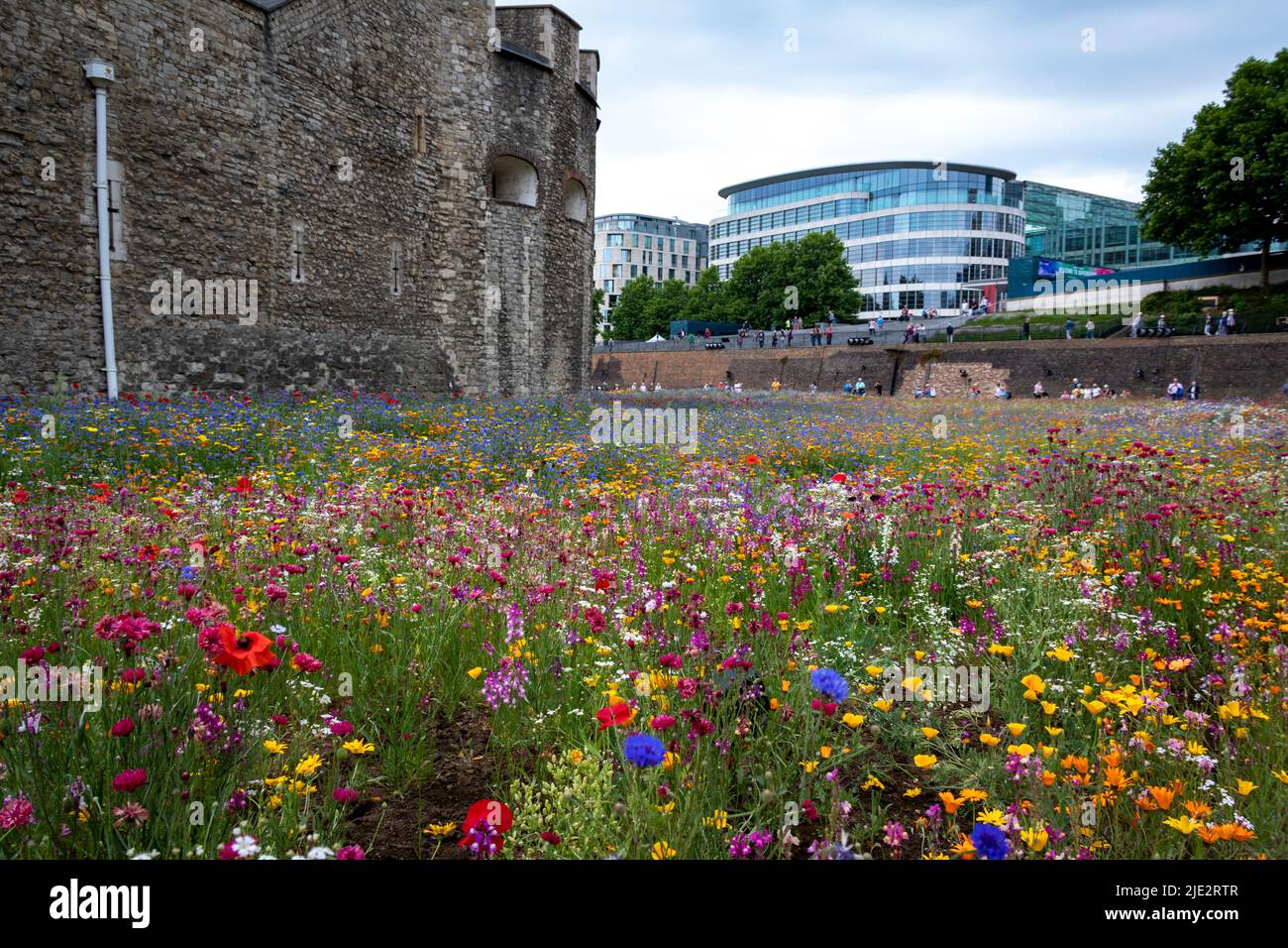 Summer wild flower 'Superbloom' display in the moat at The Tower of London, England celebrating the platinum jubilee year of HM The Queen. Stock Photo