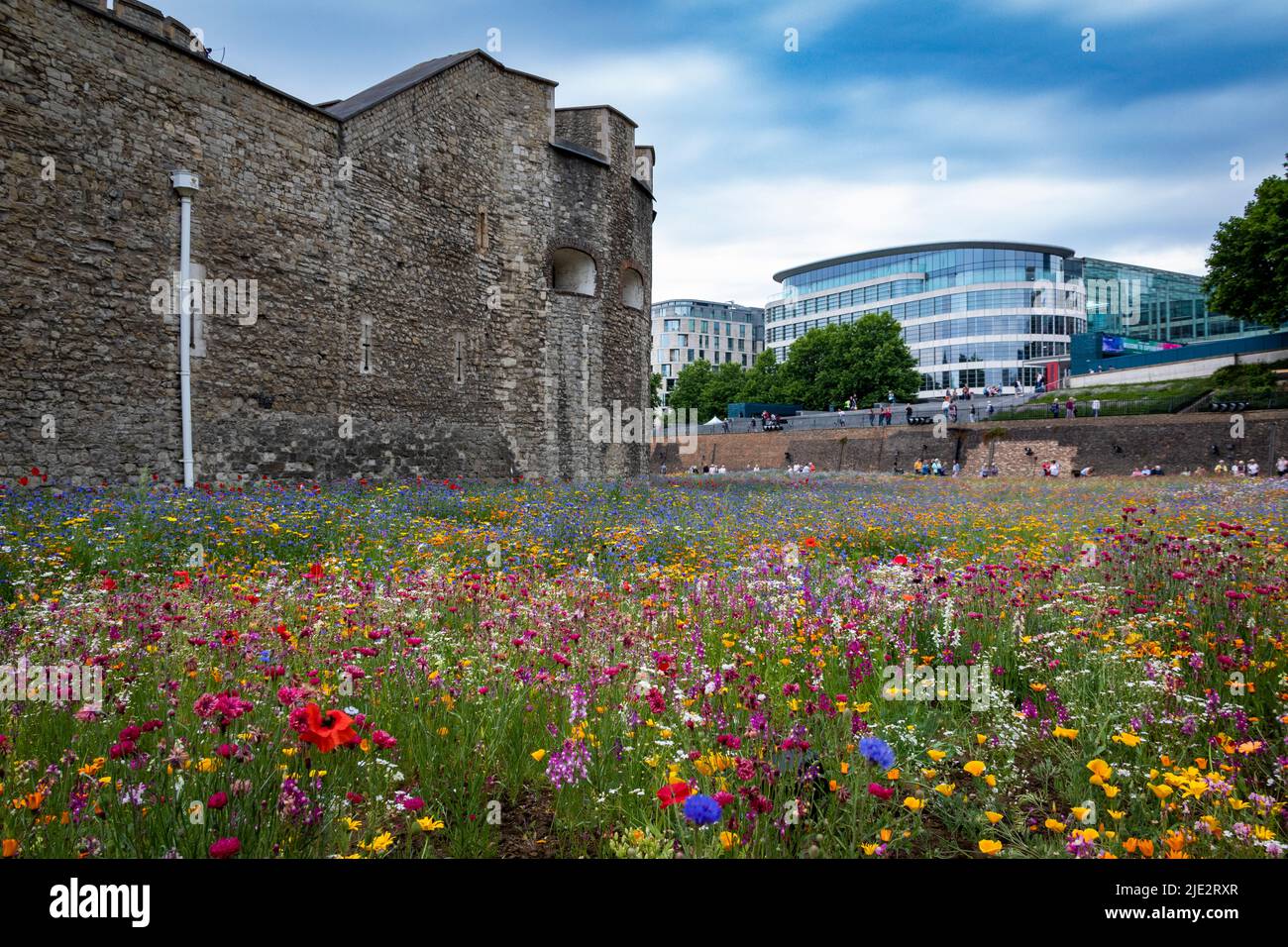 Summer wild flower "Superbloom" display in the moat at The Tower of