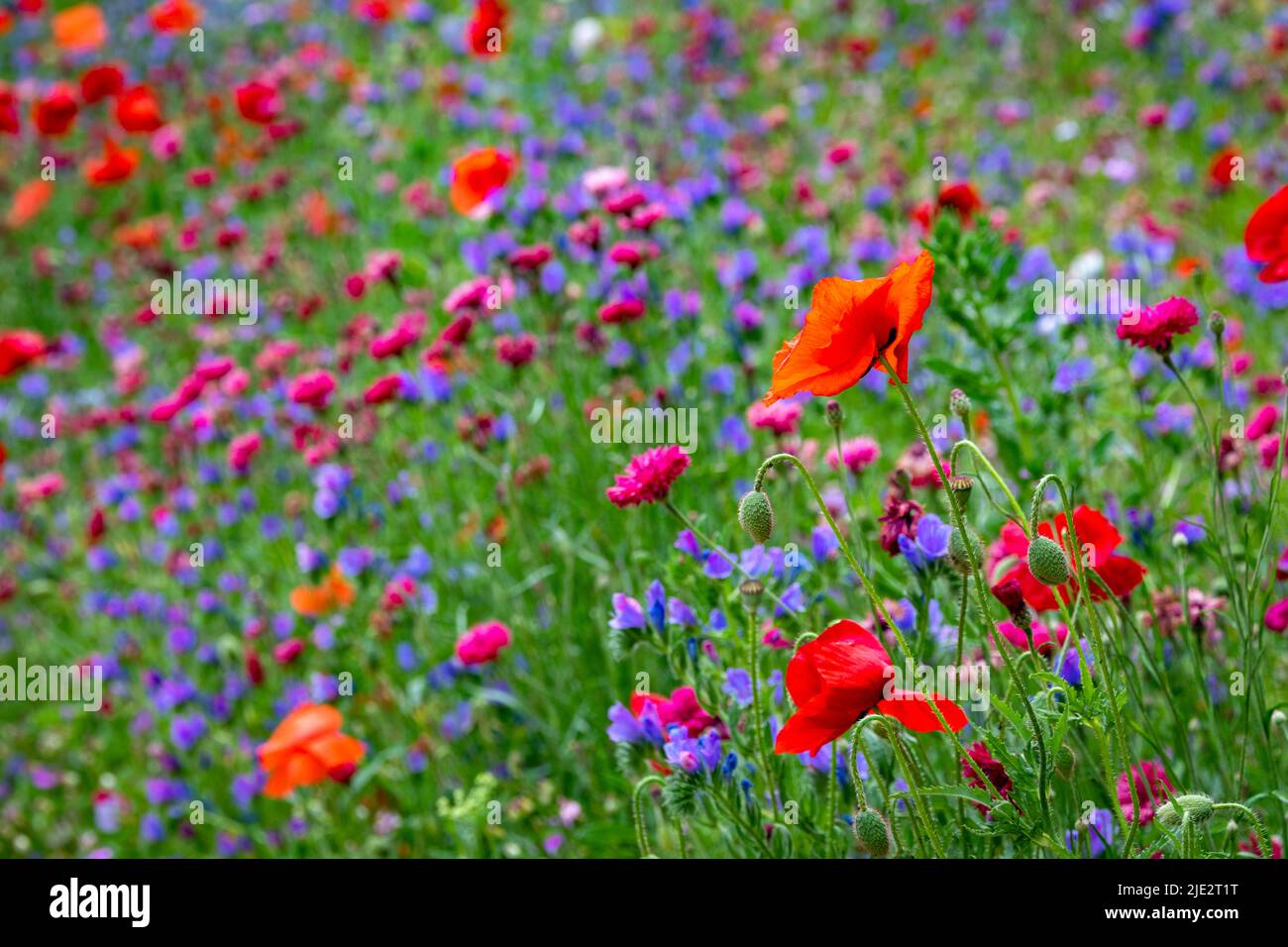 Summer wild flower 'Superbloom' display in the moat at The Tower of London, England celebrating the platinum jubilee year of HM The Queen. Stock Photo