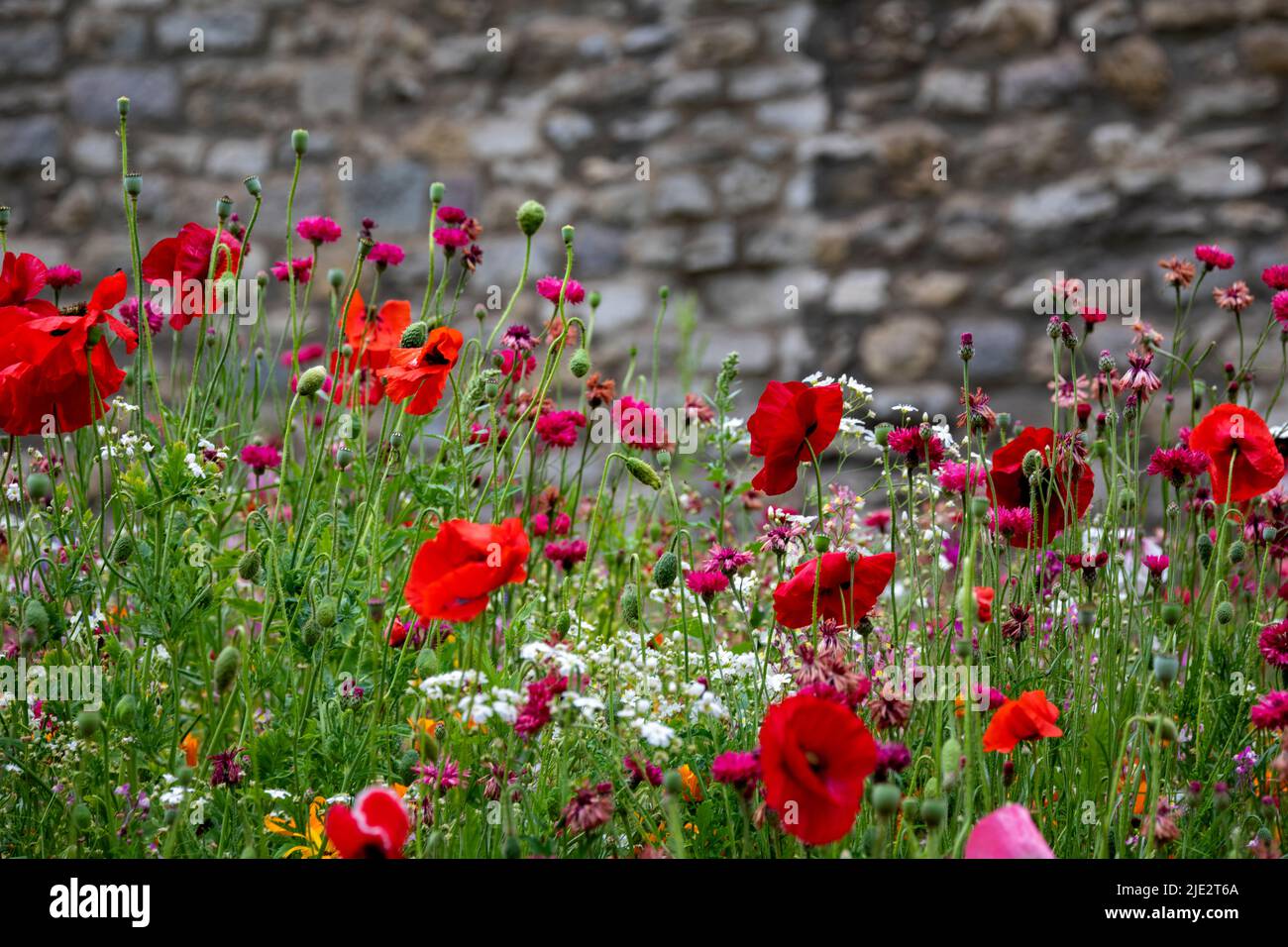 Summer wild flower 'Superbloom' display in the moat at The Tower of London, England celebrating the platinum jubilee year of HM The Queen. Stock Photo
