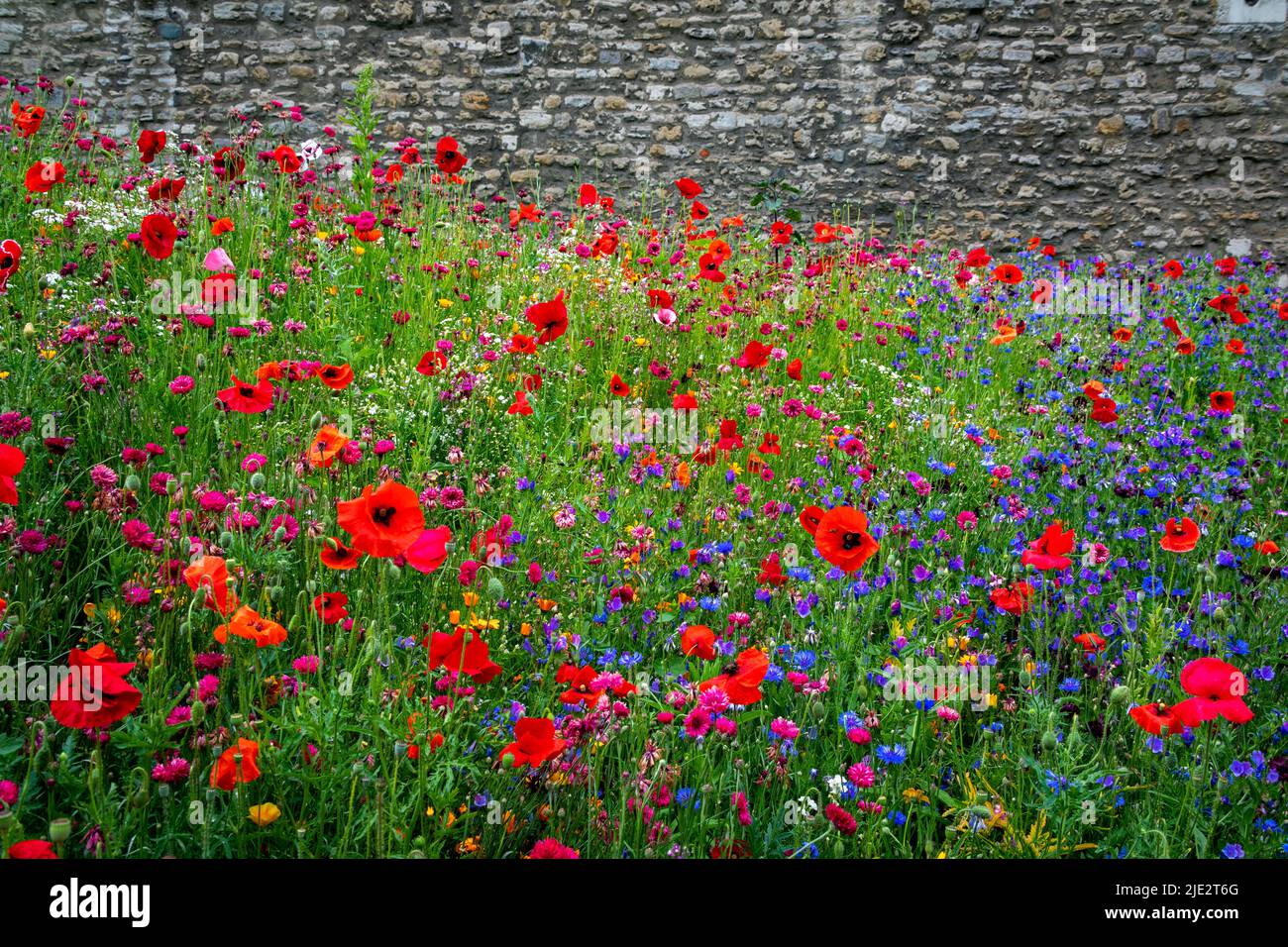 Summer wild flower 'Superbloom' display in the moat at The Tower of London, England celebrating the platinum jubilee year of HM The Queen. Stock Photo