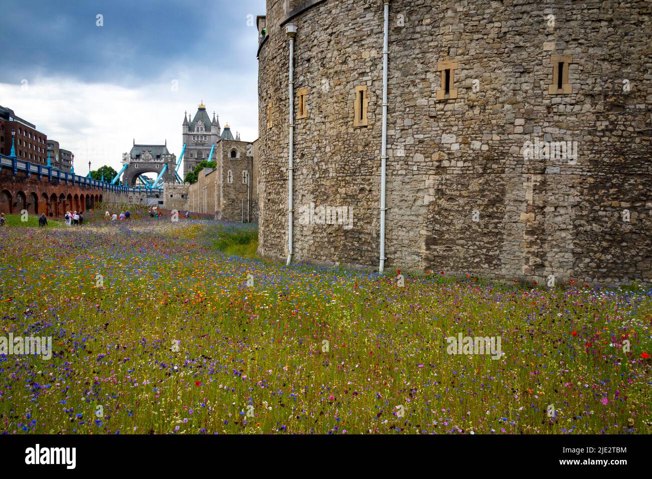 Summer wild flower "Superbloom" display in the moat at The Tower of