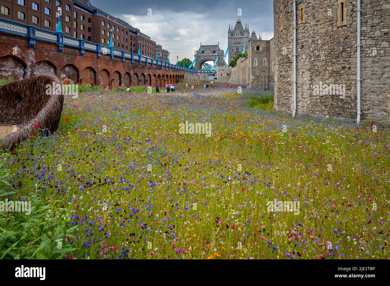 Summer wild flower "Superbloom" display in the moat at The Tower of