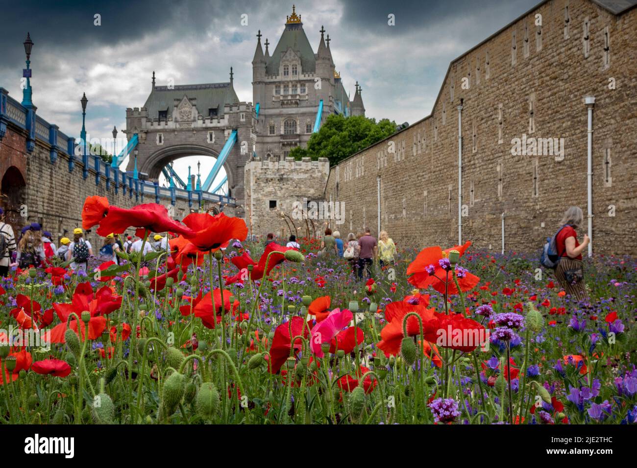 Summer wild flower "Superbloom" display in the moat at The Tower of