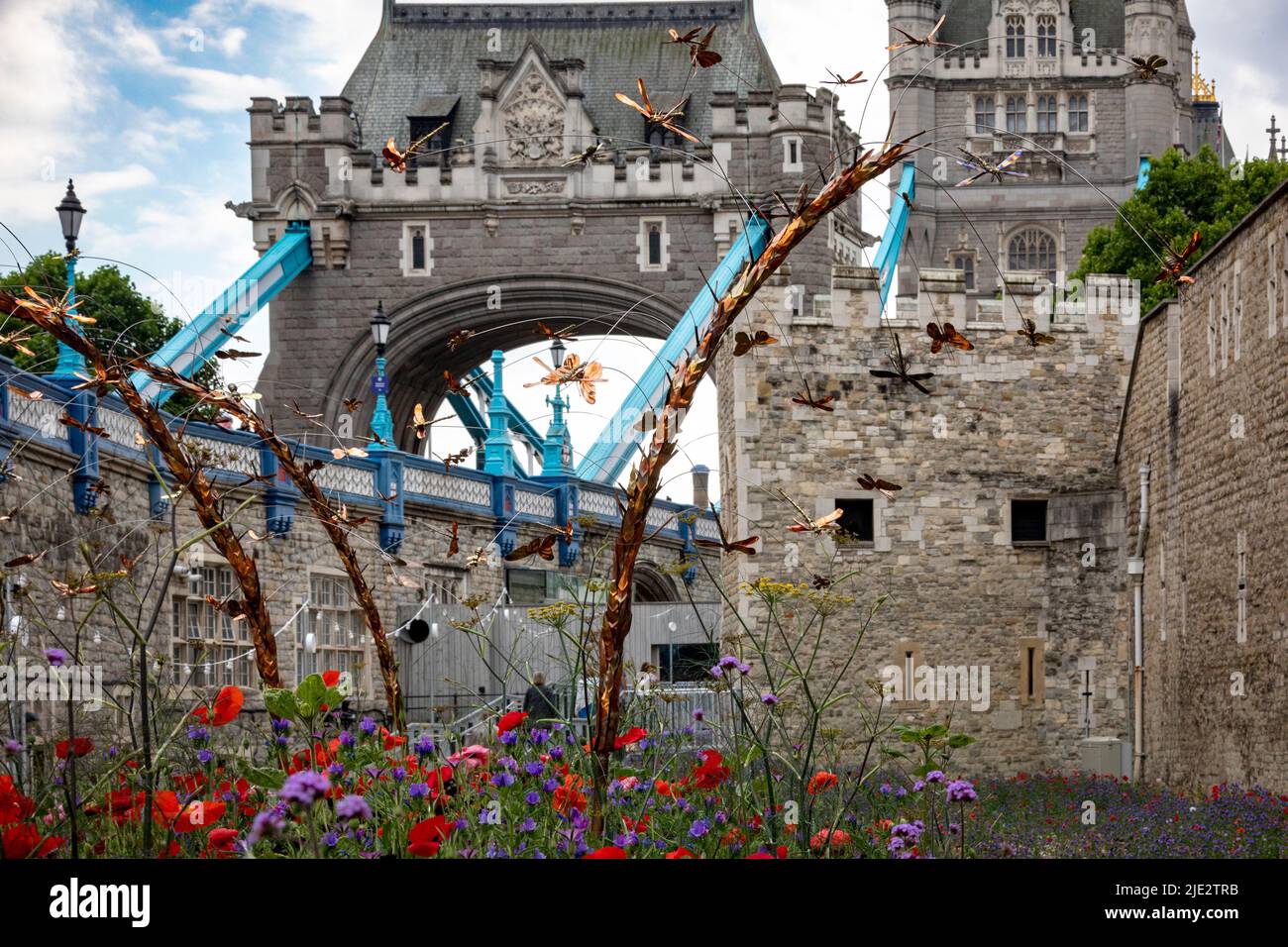 Summer wild flower 'Superbloom' display in the moat at The Tower of London, England celebrating the platinum jubilee year of HM The Queen. Stock Photo