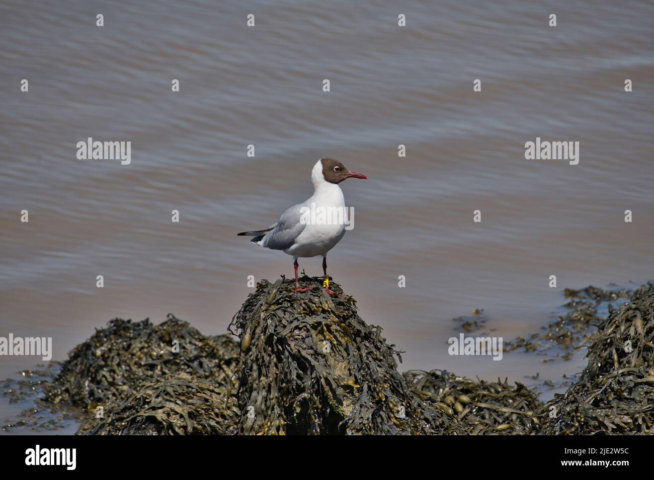 Black-headed gull (Chrocicocephalus ridibundus) in summer plumage. The bird has been colour-ringed as part of a study project Stock Photo