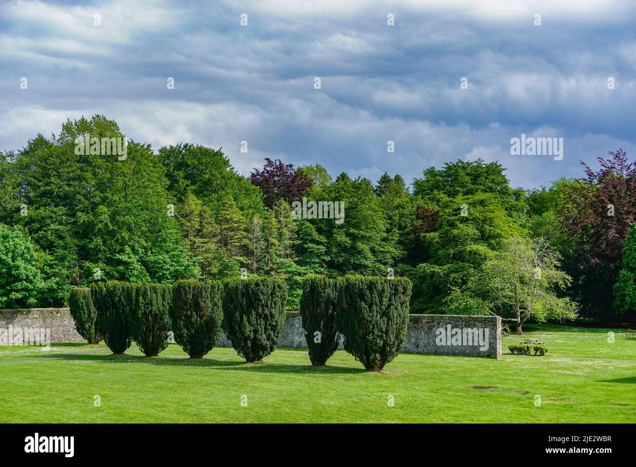 Gort, Co. Galway, Ireland: A row of upright Irish Yew trees (Taxus baccata) in the walled garden at Coole Park. Stock Photo