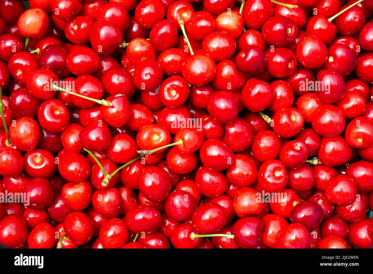 Background of bright red berries of juicy ripe cherries, top view ...
