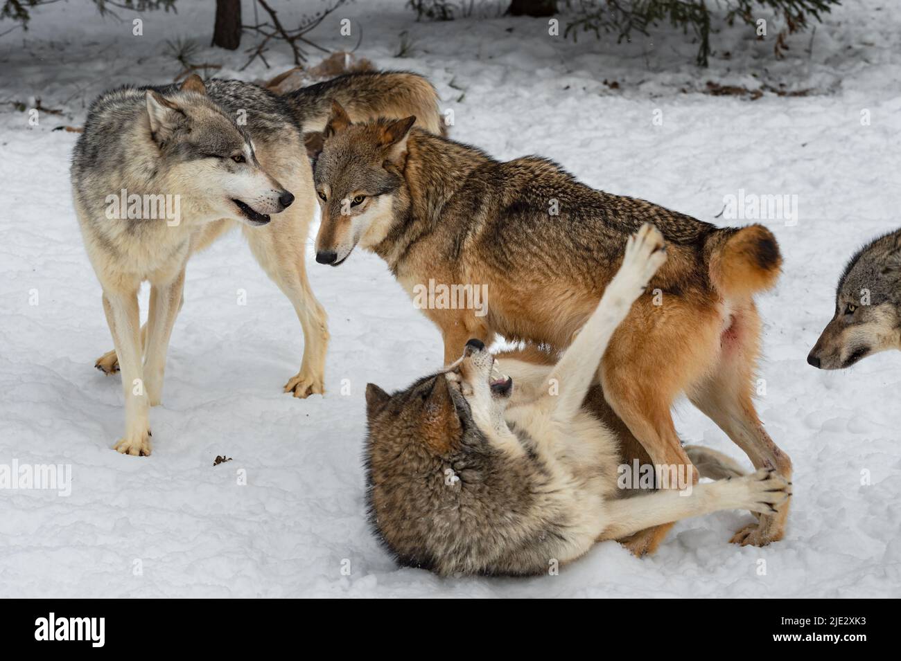 Grey Wolf (Canis lupus) Pinned on Ground by Packmate Snarls and Paws ...