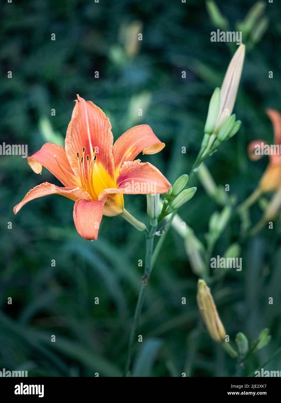 An orange day lily or tiger lily, Lilium lancifolium, shining in dappled sunlight on a blurred green background, spring, summer, Pennsylvania Stock Photo