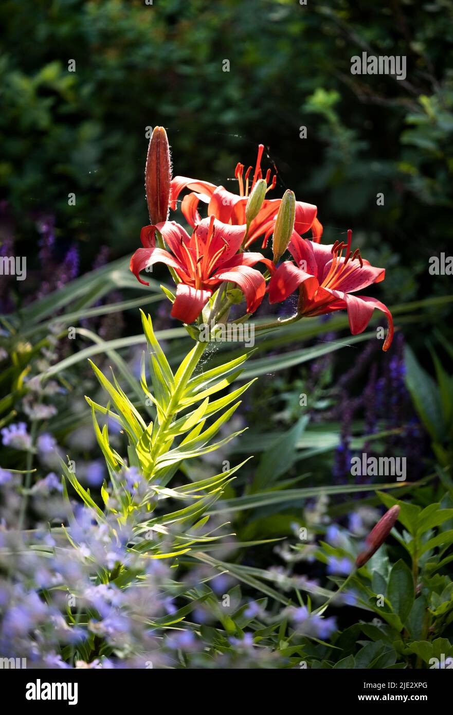 An orange day lily or tiger lily, Lilium lancifolium, shining in dappled sunlight on a blurred green background, spring, summer, Pennsylvania Stock Photo