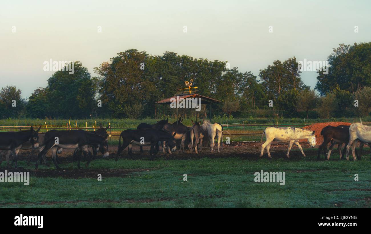 Animali da fattoria Stock Photo