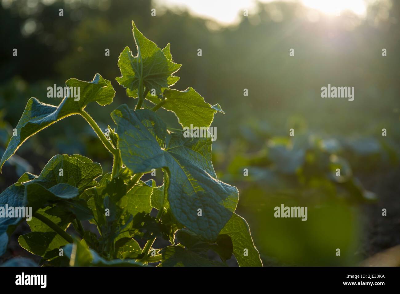 Cucumber plant in the sun Stock Photo Alamy