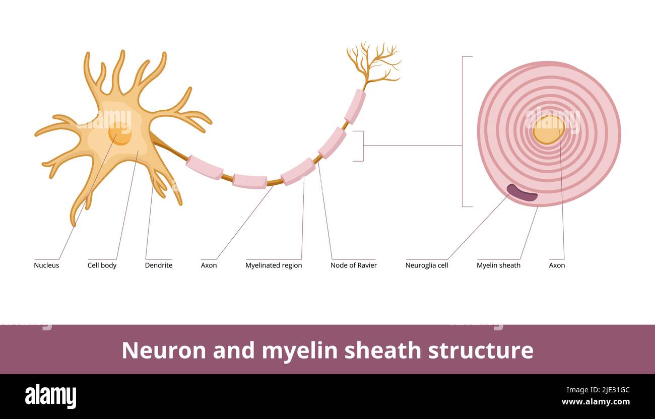 Neuron and myelin sheath structure. Visualization of neuron cell and myelin sheath structure including neuroglia cell. Stock Vector