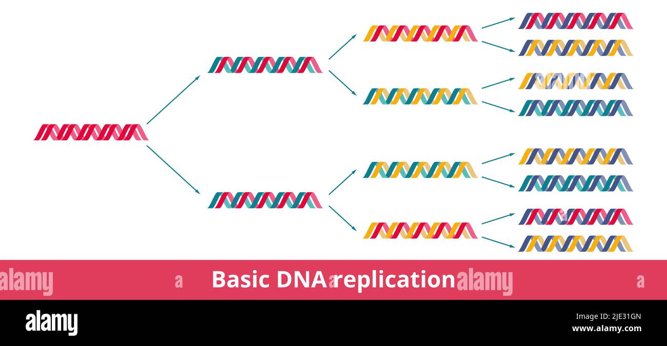 Basic DNA replication. Visualization of semiconservative DNA replication, when each daughter DNA double helix is made of a conserved and new strand. Stock Vector