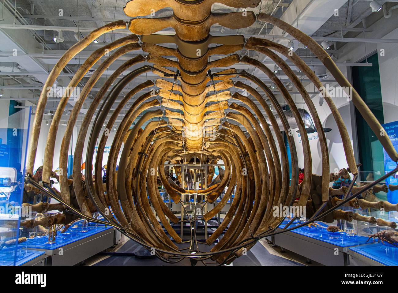 Ottawa, Canada - April 17 2022: The immense skeleton of Whale exhibited in Canadian nature museum Stock Photo