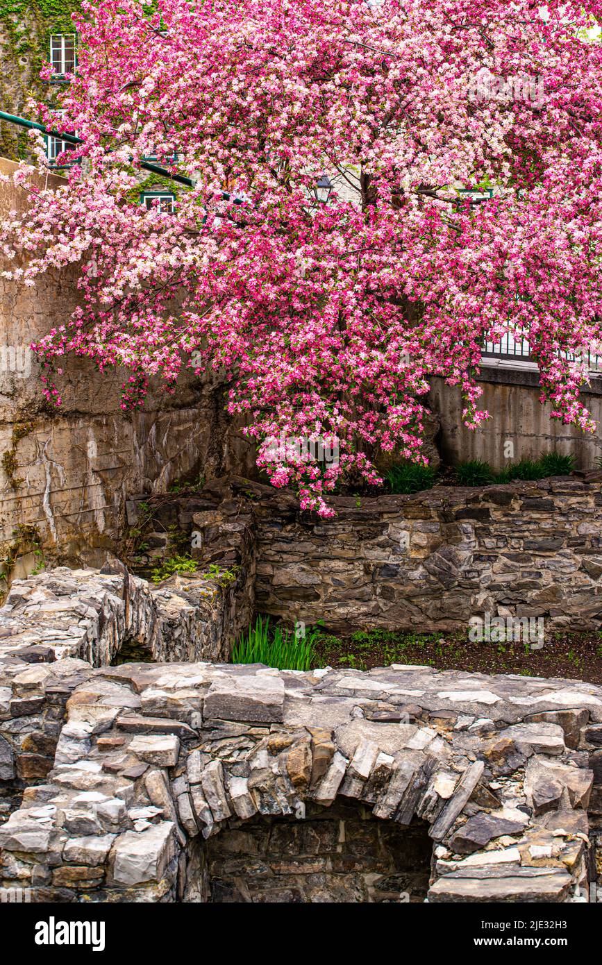 Quebec City, Canada May 23 2022 Blossom flowers and archeology