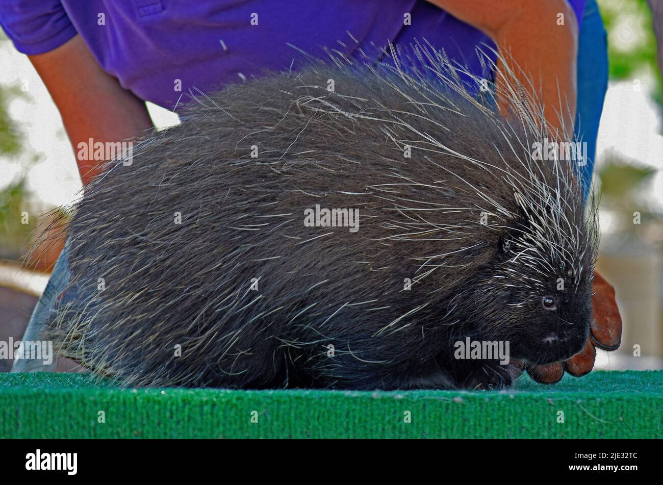 porcupine, Erethizon dorsatum, at a Wildmind science learning education program at the Union City library, California Stock Photo