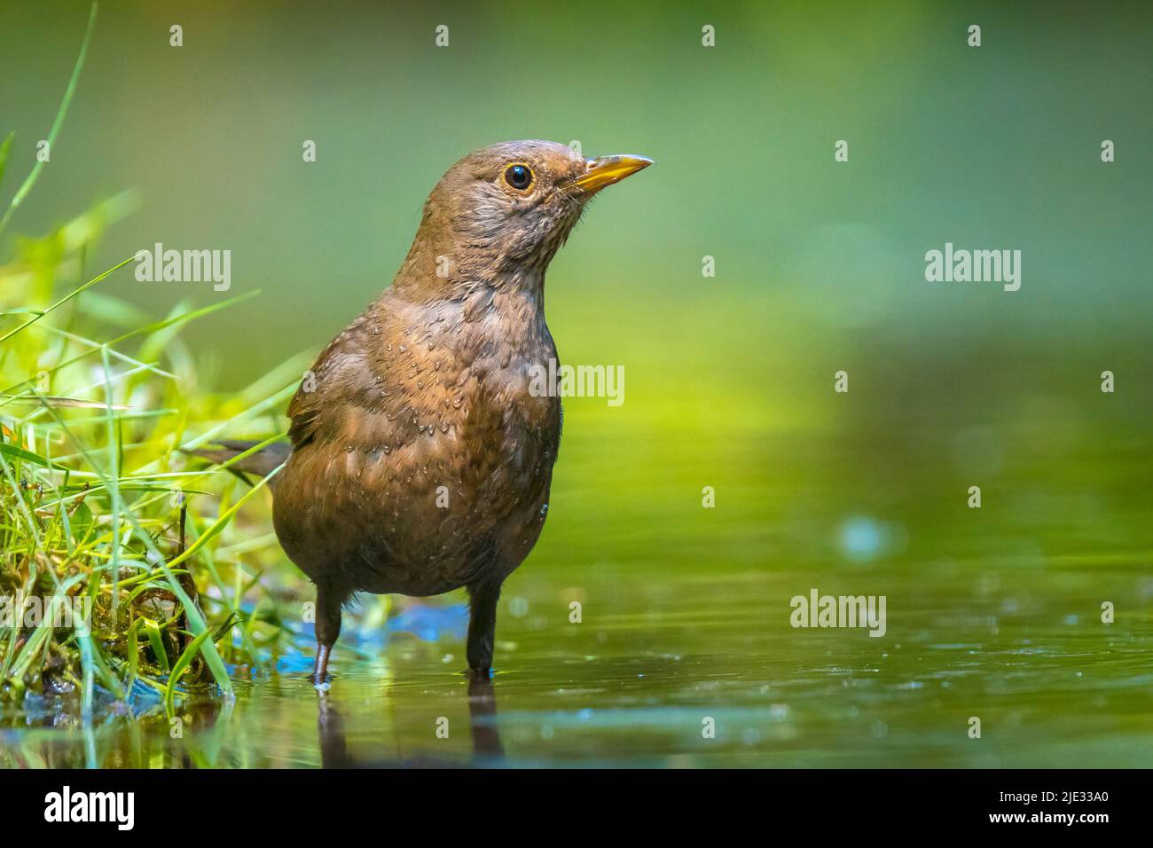 A female european Blackbird, turdus merula, perched in a forest with on a clear, sunny day in Spring season. Stock Photo