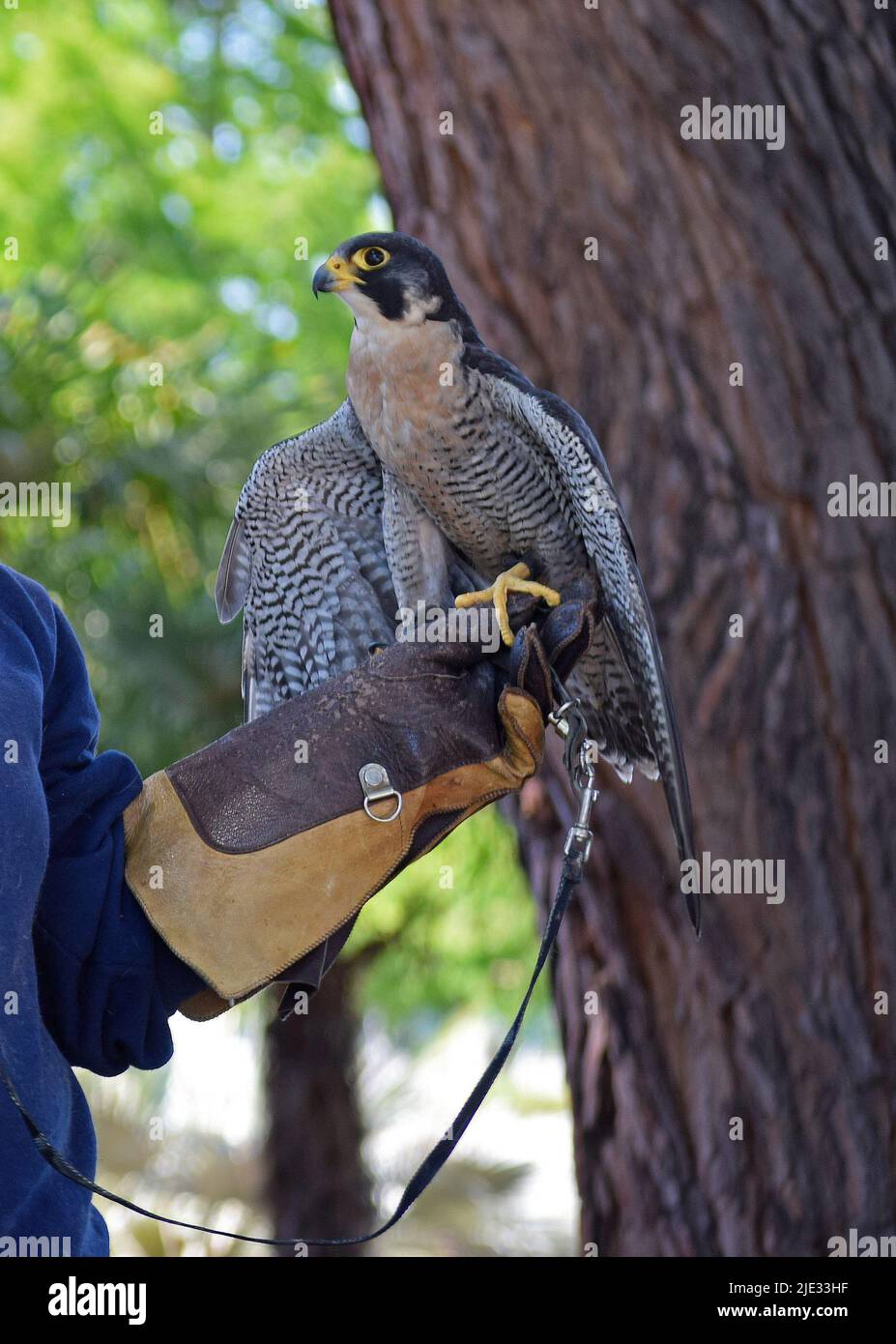 Peregrine falcon, Falco peregrinus, at a Wildmind science learning education program at the Union City library, California Stock Photo