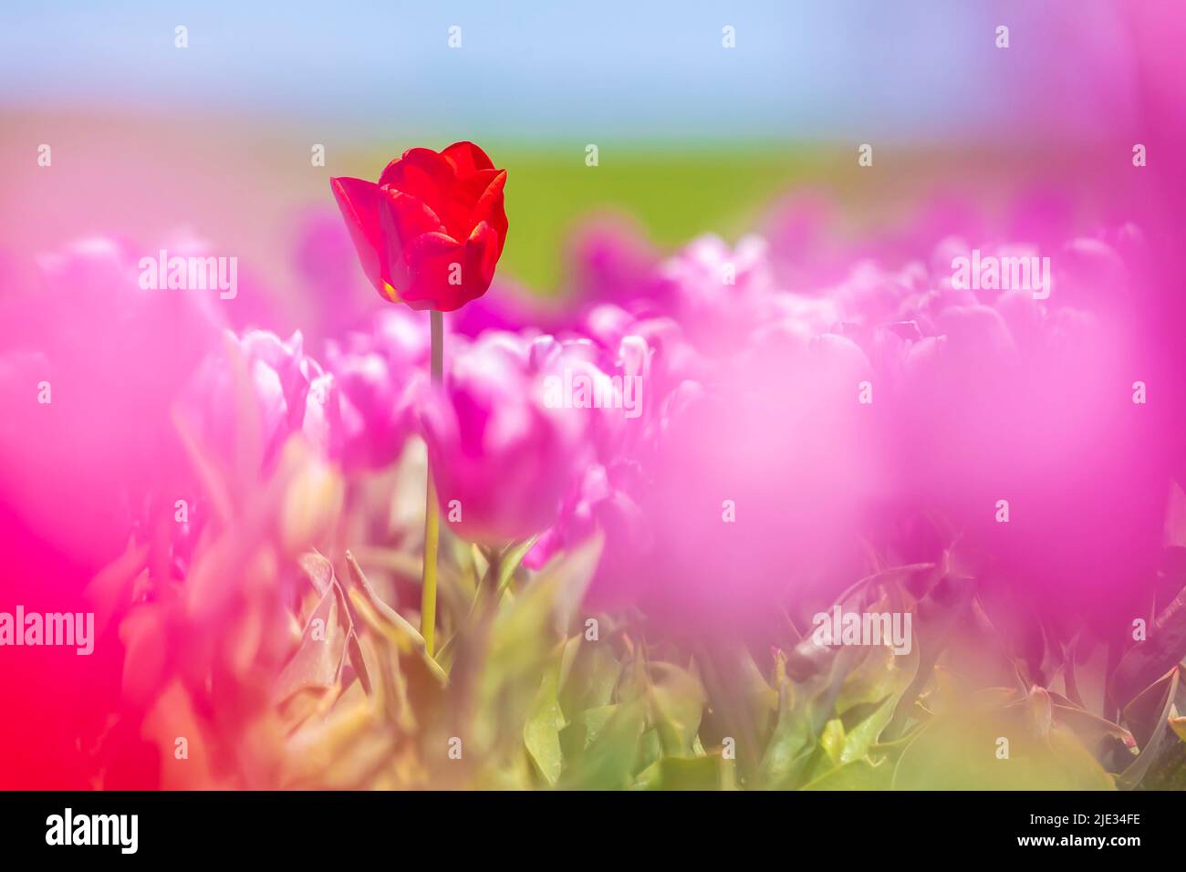 Blooming colorful Dutch pink purple tulip flower field under a blue sky. Zeeland, the Netherlands Stock Photo