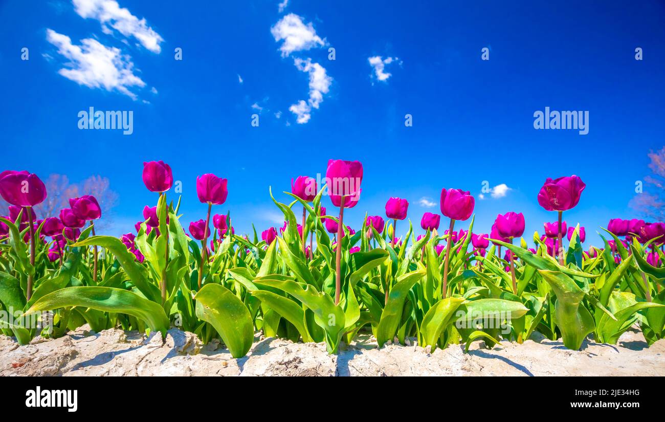 Blooming colorful Dutch pink purple tulip flower field under a blue sky. Zeeland, the Netherlands Stock Photo
